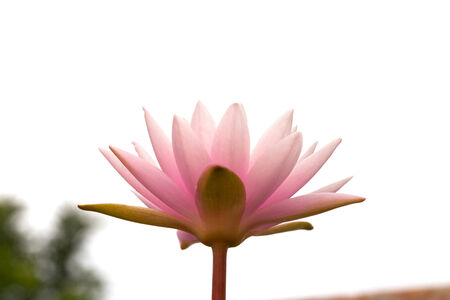 pink lotus flower in the morningの写真素材