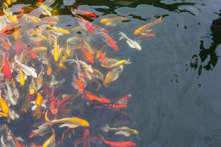 Koi in the  pond in the morning.の写真素材