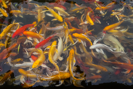 Koi in the  pond in the morning.の写真素材