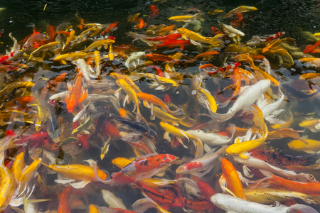Koi in the  pond in the morning.の写真素材