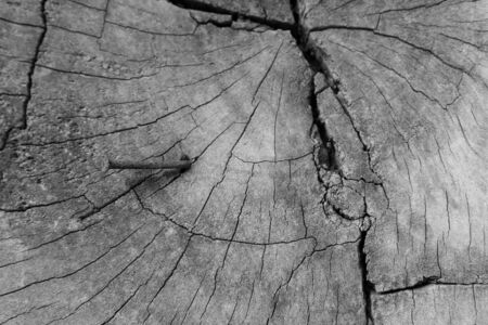 Old wood texture, vintage natural backgroundの写真素材