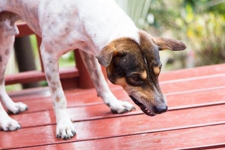 angry dog with bared teeth in Thailandの写真素材