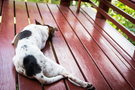 Having a lonely dog in Thailandの写真素材
