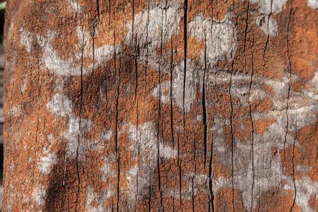 Old wood texture, vintage natural backgroundの写真素材