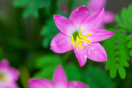 pink flower with water drop in the forestの写真素材