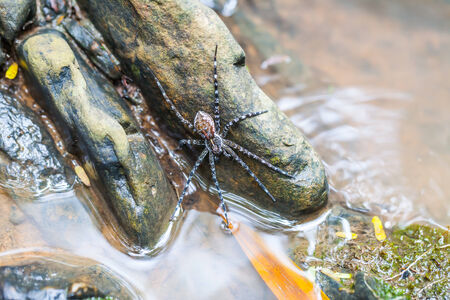 Spider on the rock in the waterfall, Thailandの写真素材