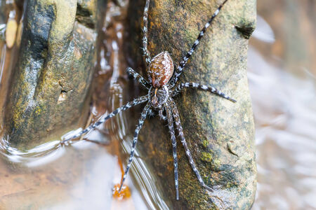 Spider on the rock in the waterfall, Thailandの写真素材