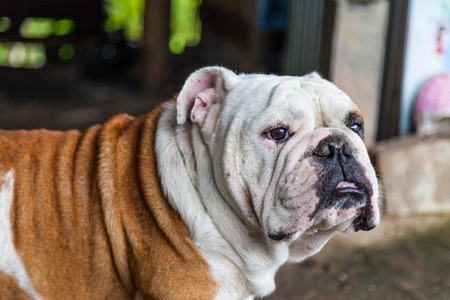 English Bulldog looking in Thailandの写真素材