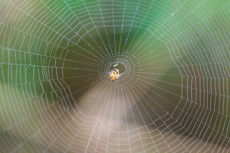 Spider on the web in the forest