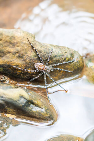 Spider on the rock in the waterfall, Thailandの写真素材