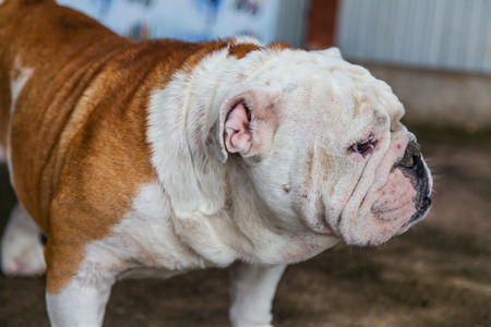 English Bulldog looking in Thailandの写真素材