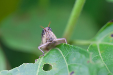 grasshopper in nature,  macroの写真素材