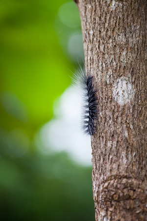 Woolly Bear Caterpillar ,Natureの写真素材