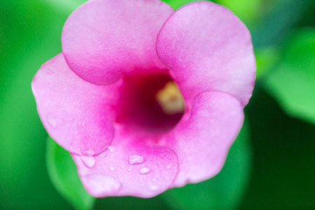 Water drop on pink petals, shallow depth of field.の写真素材