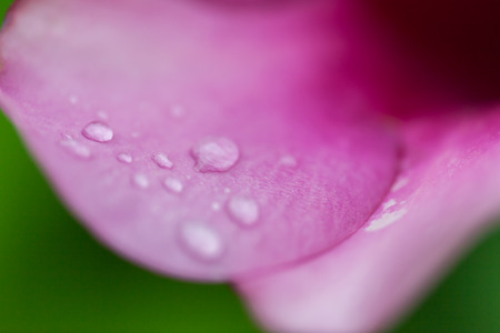 Water drop on pink petals, shallow depth of field.の写真素材