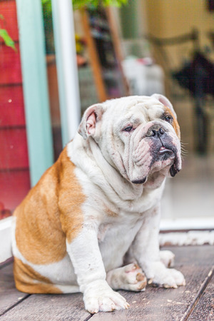 old english bulldog sitting the front of the doorの写真素材