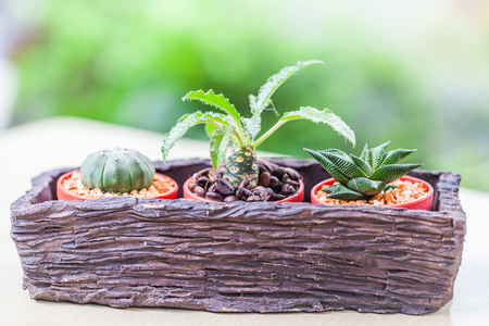 Small cactus in flower pots with cofee bean ,Natureの写真素材