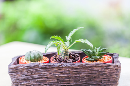 Small cactus in flower pots with cofee bean ,Natureの写真素材