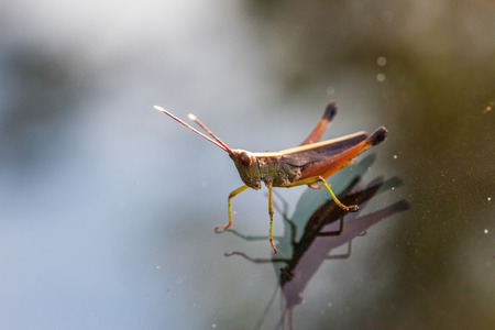 Grasshopper perching on a mirror, nature