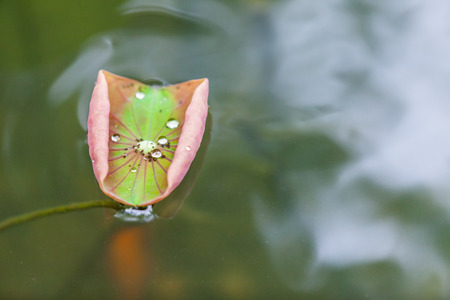 water droplets on Lotus leaf for backgroundの写真素材