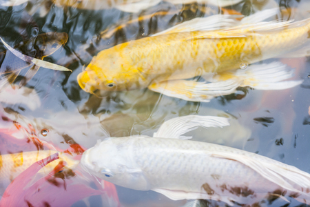 beautiful koi fish swimming in the pondの写真素材