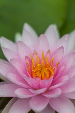 PInk Lotus Flower, Thailandの写真素材