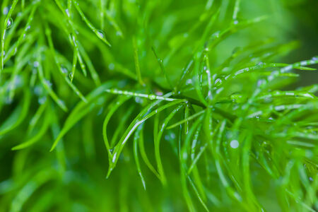 Rain Drops on small Plant for background