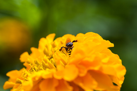 Marigold in the garden ,nature