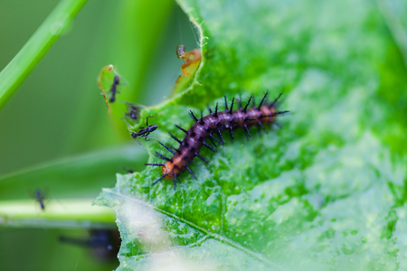 Black worms eating leaves, Natureの写真素材