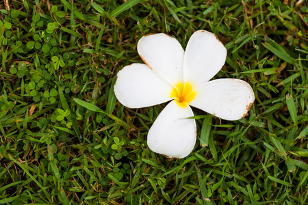 Frangipani Flower or Plumeria on grass ,Natureの写真素材