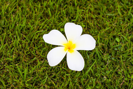 Frangipani Flower or Plumeria on grass ,Natureの写真素材
