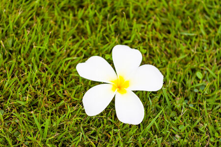 Frangipani Flower or Plumeria on grass ,Natureの写真素材