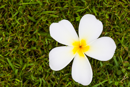 Frangipani Flower or Plumeria on grass ,Natureの写真素材
