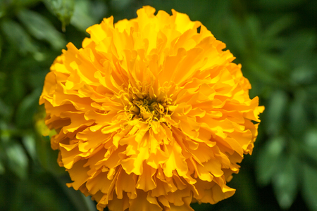 Marigolds (Tagetes erecta, Mexican marigold, Aztec marigold, African marigold) in the gardenの写真素材