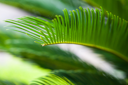 Green trees background ,Textureの写真素材