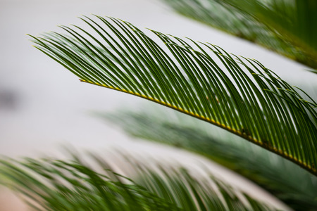 Green trees background ,Texture