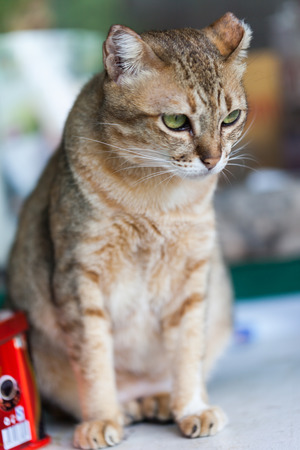 Bengal cat in light brown and cream looking with pleadingの写真素材
