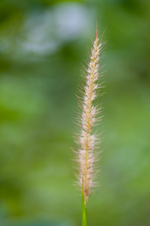 Feather Grass or Needle Grass< Natureの写真素材
