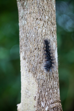 Woolly Bear Caterpillar ,Natureの写真素材