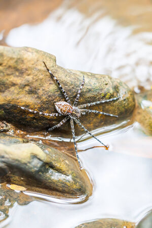 Spider on the rock in the waterfall, Thailandの写真素材