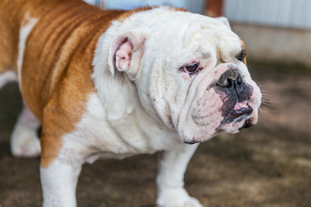English Bulldog looking in Thailandの写真素材