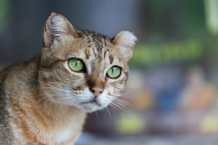 Bengal cat in light brown and cream looking with pleadingの写真素材