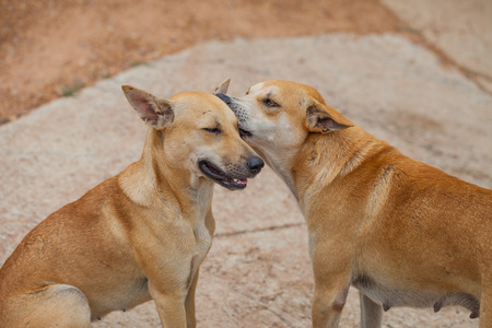 Dog are checking for fleas and ticks, Thailandの写真素材