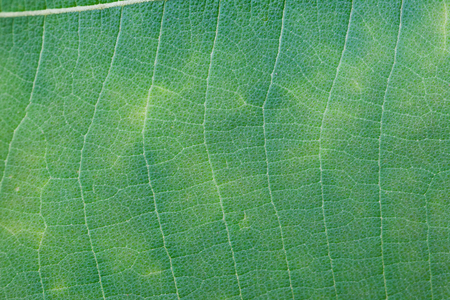Green leaf texture ,Natureの写真素材
