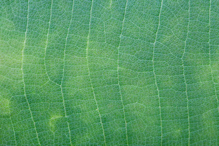 Green leaf texture ,Natureの写真素材