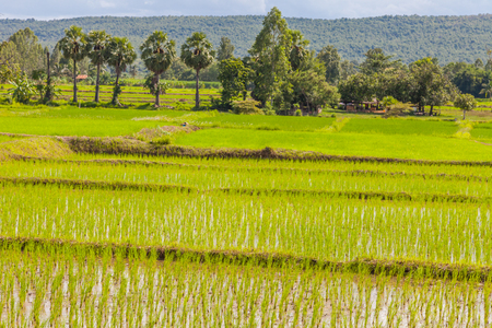 Young rice sprout ready to growing in the rice field, Thailandの写真素材