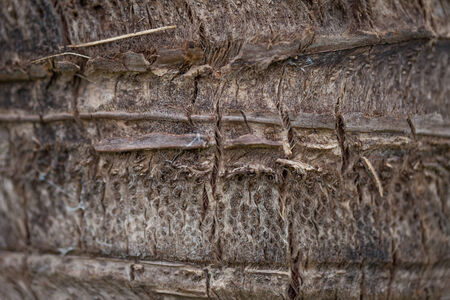 coconut tree trunk texture ,Thailandの写真素材