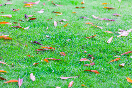 Green lawn in the city park with dried leaves illuminated by evening sunの写真素材
