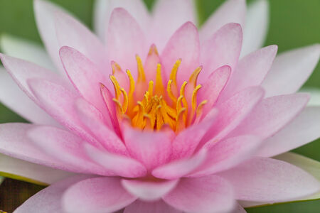 PInk Lotus Flower, Thailandの写真素材