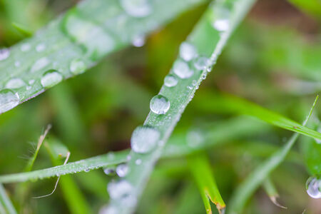 water drops on the green grass ,morning lightの写真素材